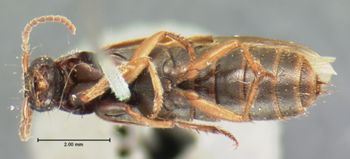 Media type: image;   Entomology 6293 Aspect: habitus ventral view